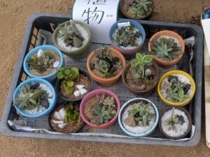 ひばり祭り2025　きずきの森ハーブ園