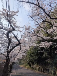 2026年3月30日荘園桜並木ソメイヨシノ