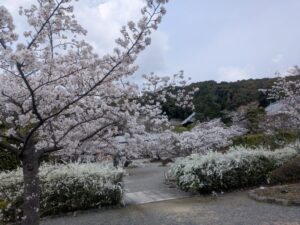 2026年3月30日満願寺のせんじゅ桜