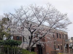 2026年3月30日東消防署雲雀丘出張所ソメイヨシノ