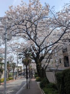 2026年3月30日雲雀丘花屋敷駅前桜並木ソメイヨシノ