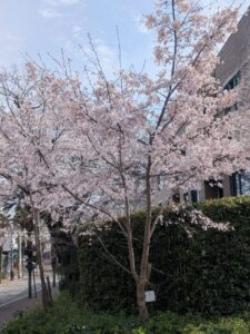 2026年3月30日雲雀丘花屋敷駅前荘川桜