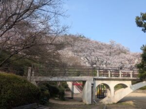 2026年3月30日松が丘公園ソメイヨシノ