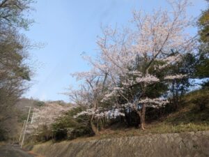 2026年3月30日花屋敷グラウンド・ソメイヨシノ