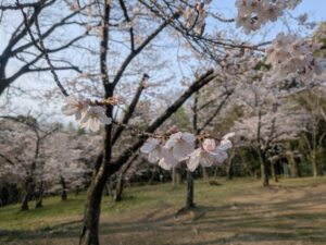 2026年3月30日八阪遊園ソメイヨシノ