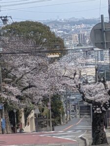 2026年3月30日つつじガ丘桜並木ソメイヨシノ