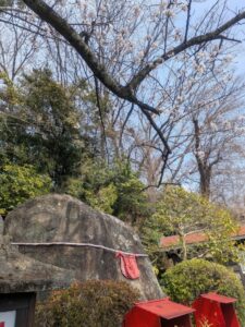 2026年3月30日万年坂地蔵石仏ソメイヨシノ