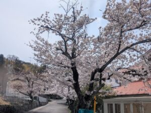 2026年3月30日長尾台桜並木ソメイヨシノ