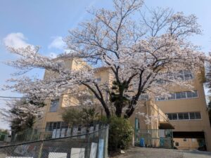 2026年3月30日長尾台小学校ソメイヨシノ