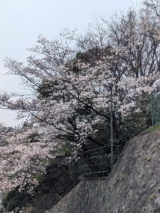 2026年3月30日長尾台2丁目公園ソメイヨシノ