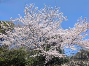 2026年4月3日長尾台2丁目公園ソメイヨシノ