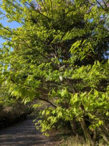 2026年4月11日北雲雀きずきの森のウワミズザクラ