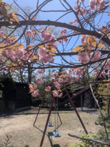 2026年４月11日長尾台2丁目公園八重桜