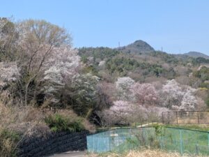 2026年4月3日北雲雀きずきの森ヤマザクラ