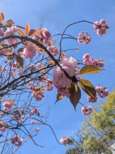 2026年４月11日長尾台2丁目公園八重桜