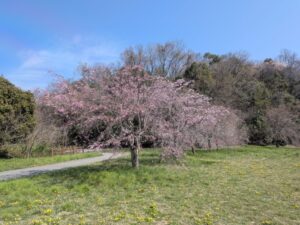 2026年4月3日北雲雀きずきの森ベニシダレザクラ