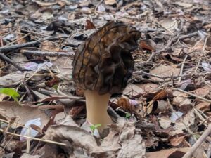 2024年4月花屋敷グラウンド外周アミガサタケ