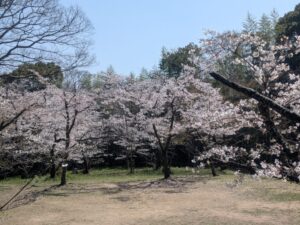 2026年4月3日八阪遊園ソメイヨシノ