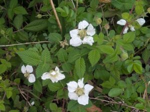 2026年4月北雲雀きずきの森クサイチゴ