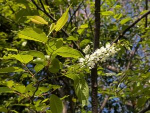 2026年4月11日北雲雀きずきの森のウワミズザクラ