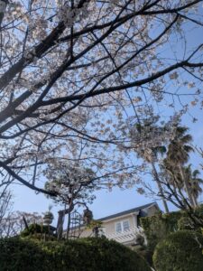 2026年4月3日高碕記念館のソメイヨシノ