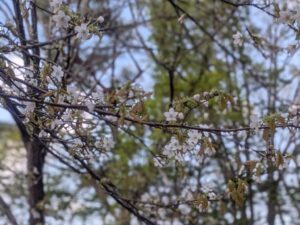 2026年4月11日北雲雀きずきの森のカスミザクラ