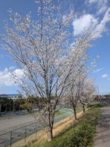 2026年4月11日北雲雀きずきの森のカスミザクラ