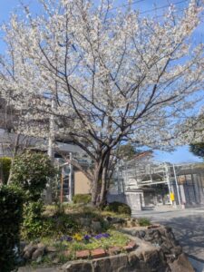 2026年4月3日雲雀丘子ども遊園ソメイヨシノ