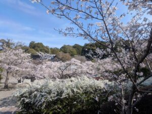 2026年4月3日満願寺せんじゅ桜（ソメイヨシノ）