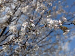 2026年4月11日北雲雀きずきの森のカスミザクラ