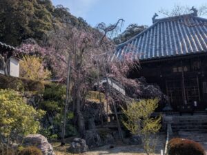 2026年4月3日満願寺ベニシダレザクラ