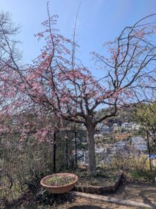 2026年4月3日長尾台2丁目公園ベニシダレザクラ