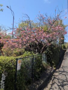 2026年４月11日長尾台2丁目公園八重桜