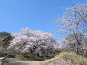2026年4月3日北雲雀きずきの森ソメイヨシノ