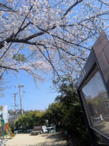 2026年4月3日つつじガ丘公園ソメイヨシノ