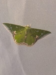 2026年8月16日北雲雀きずきの森ライトトラップ観察会（兵庫県自然保護協会）・アオシャクガの一種
