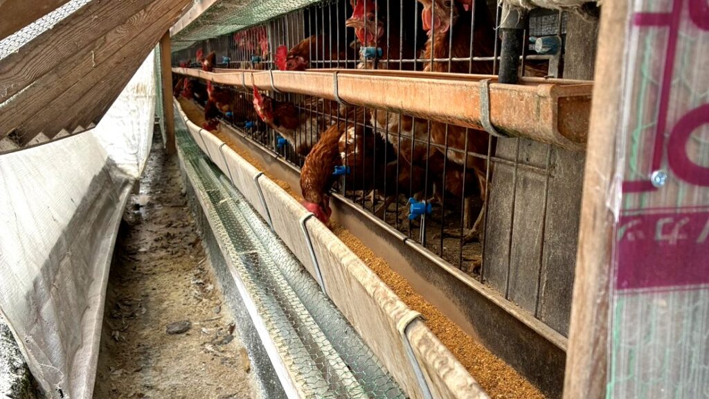 餌場で一斉に食事する鶏たち