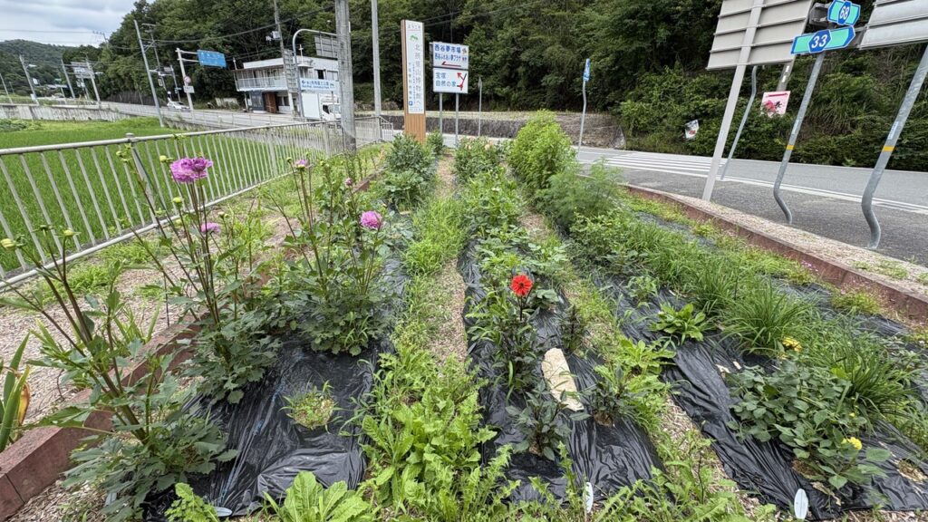北摂里山街道沿いの下佐曽利休憩所に咲くダリアの花壇と道路標識