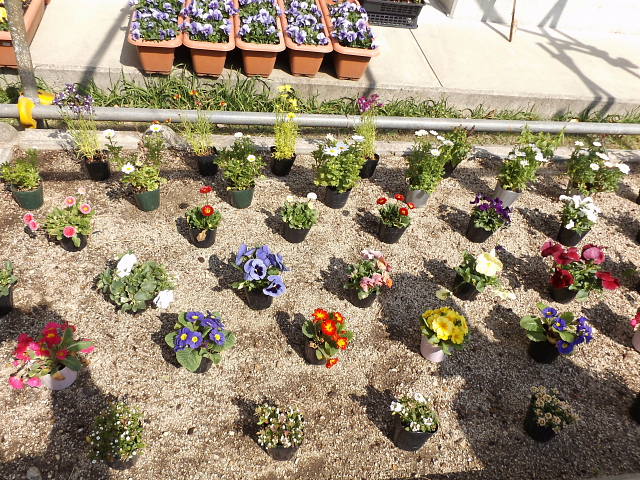 １年生と学校応援団 が学校花壇に花苗を植える 宝塚市末成小学校地域まちづくり協議会