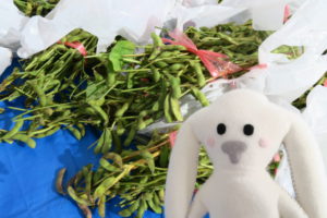 まちキョンが枝豆の販売ブース前に来ました。ピンクのビニール紐でくくられた枝豆の束が白いビニール袋に入れられていっぱい並んでいます。