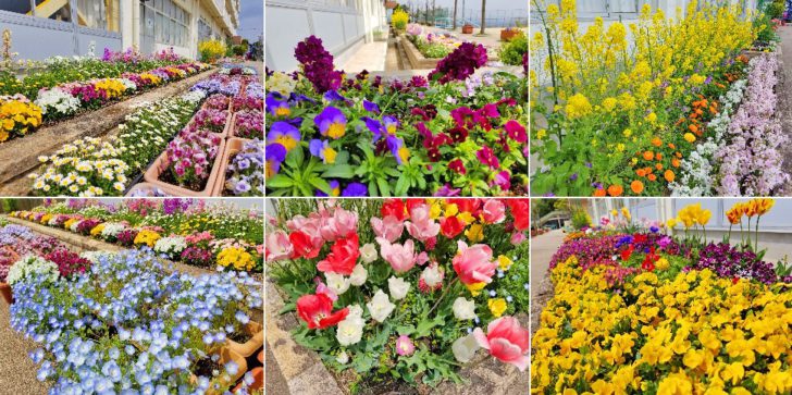 100以上花壇花種類 花の画像無料